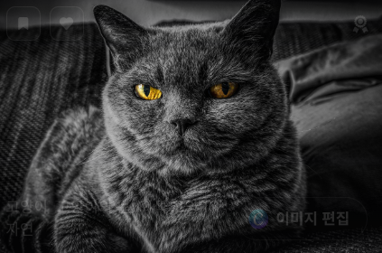 고양이 비만의 원인 관련 사진