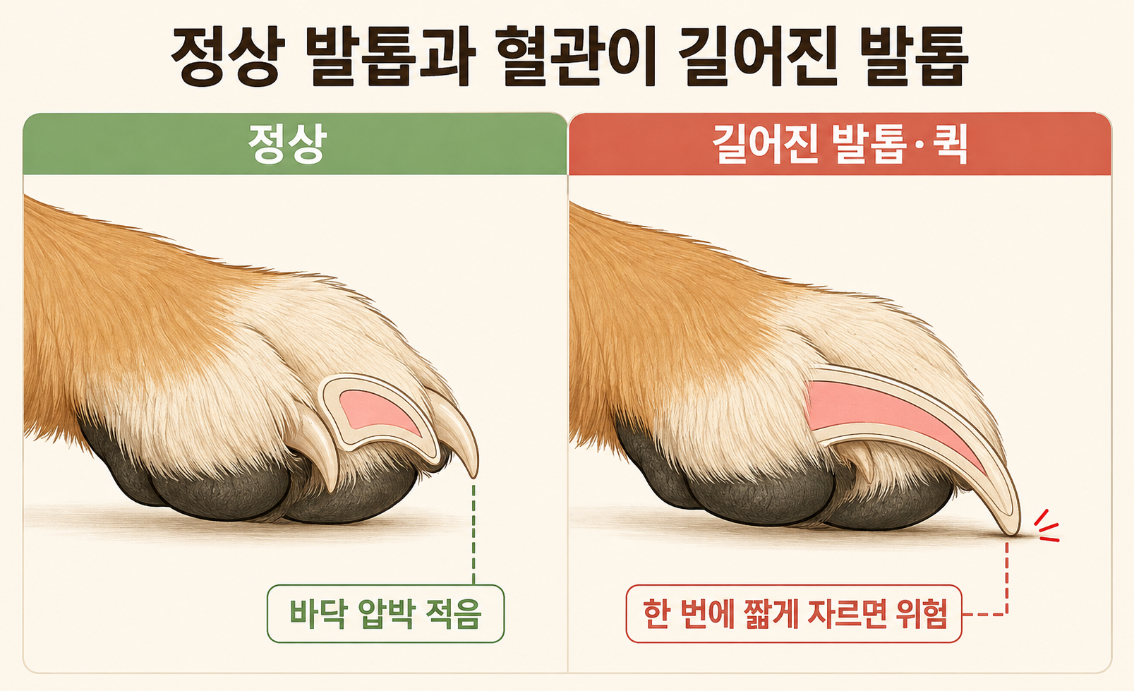 강아지 정상 발톱과 혈관 퀵이 길어진 발톱 상태 비교