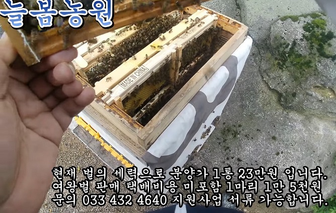 생생정보-홍천-꿀의진수-토종꿀