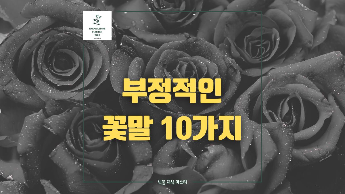 부정적인 꽃말 10가지, 선물할 때 조심하세요