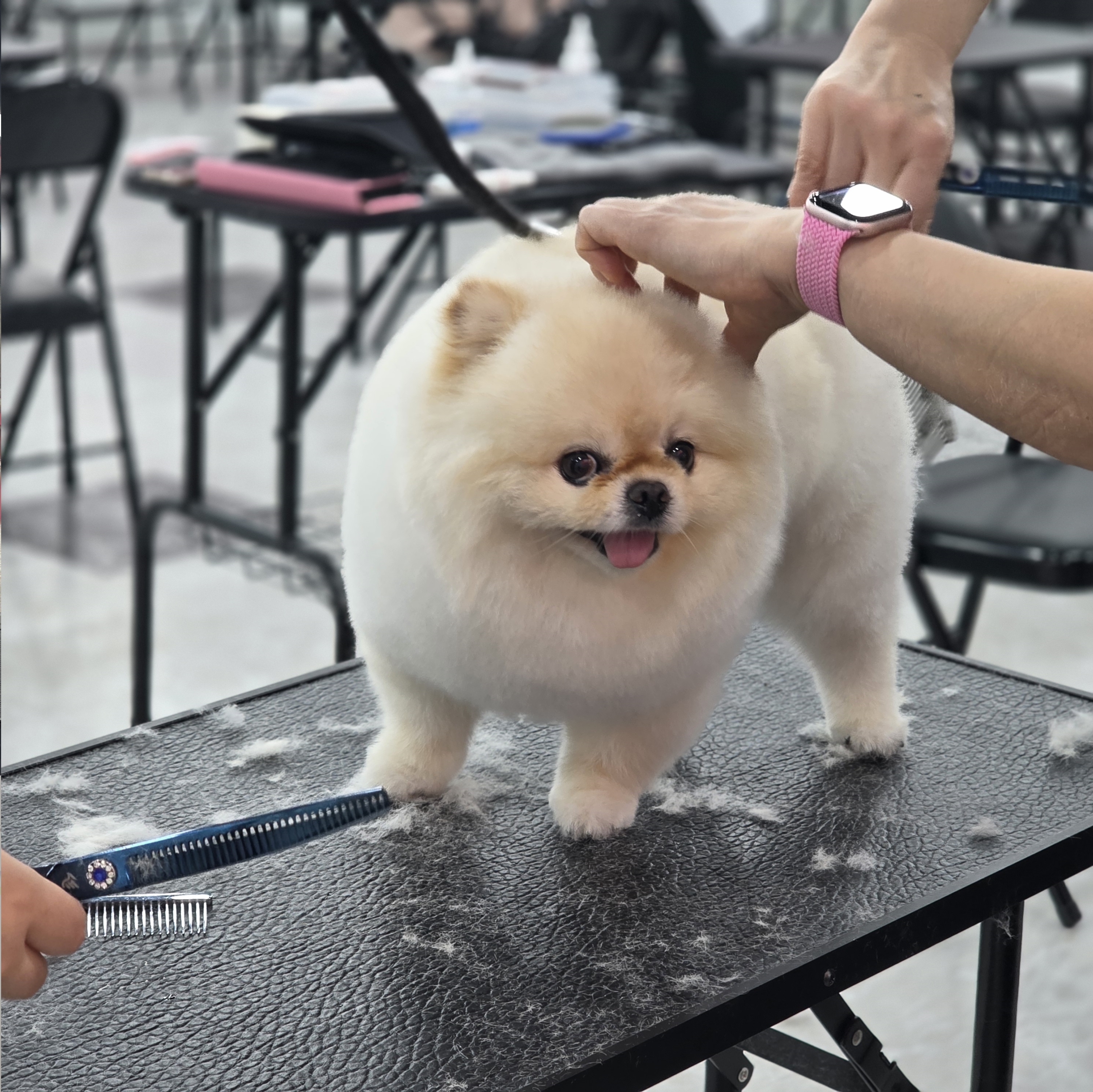 일산강아지미용학원