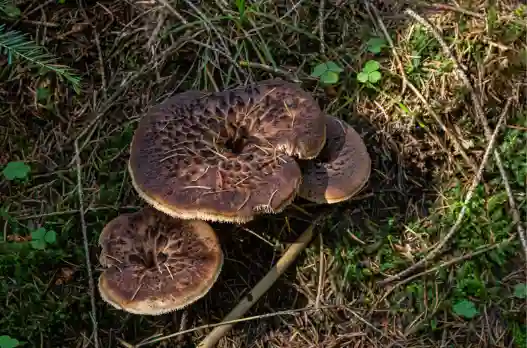 자연산 능이버섯 가격 및 효능과 주의점