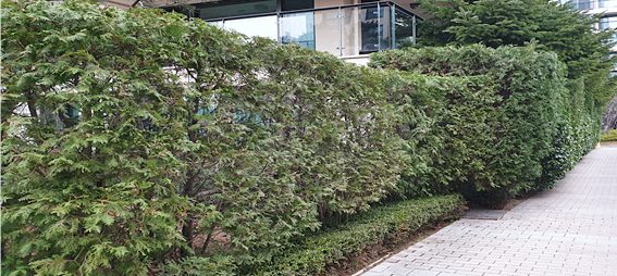 [정원수목]모기&middot;해충 줄이는 정원수 추천 10가지