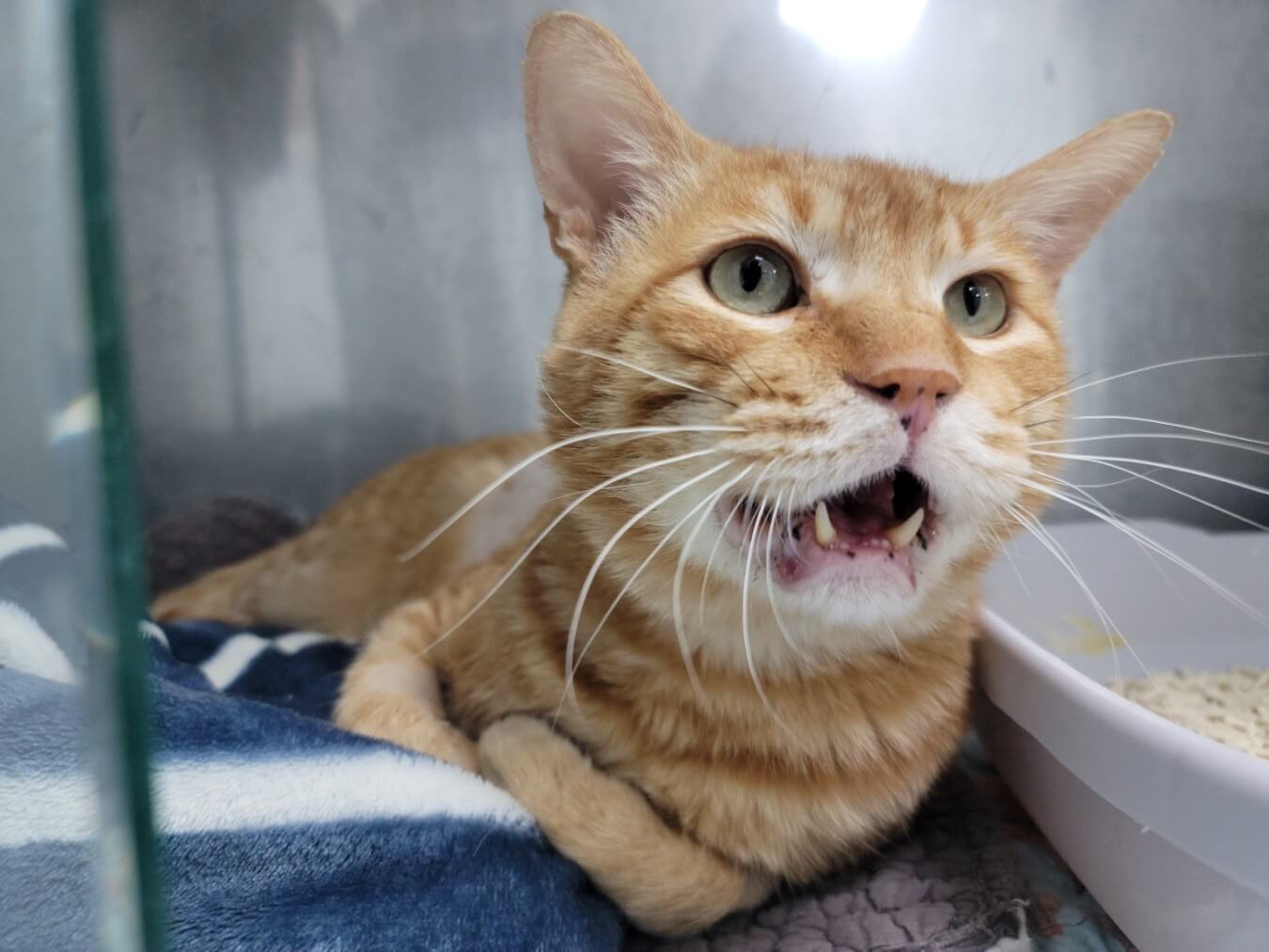 전문적 치과 관리와 노령 고양이 맞춤형 식이 전략