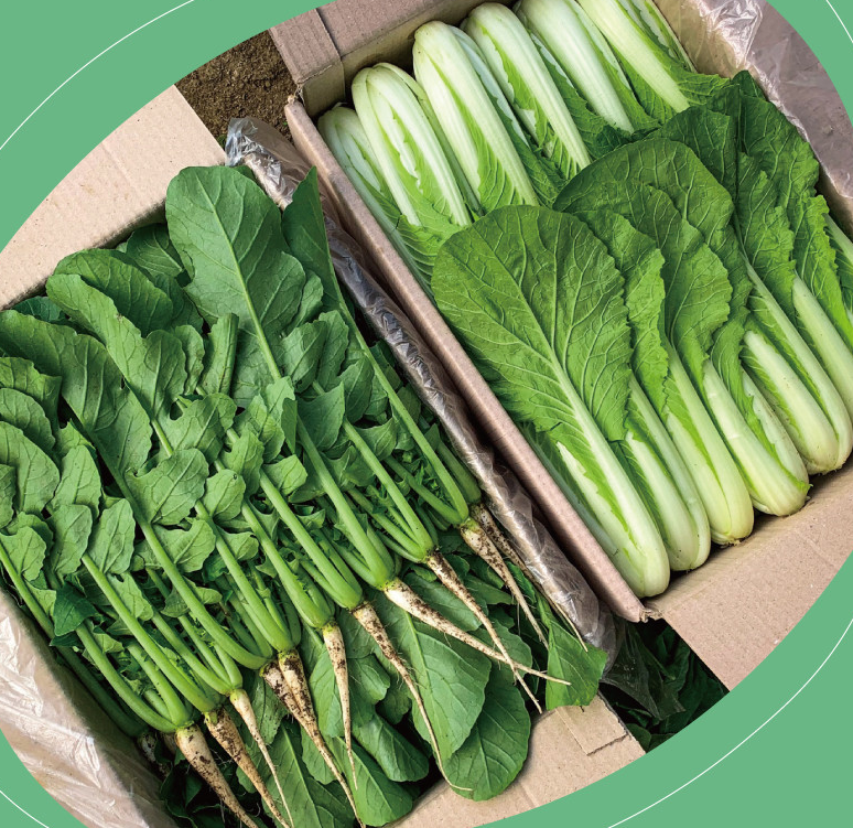 포천 싱싱팜 열무 얼갈이 주문 방법