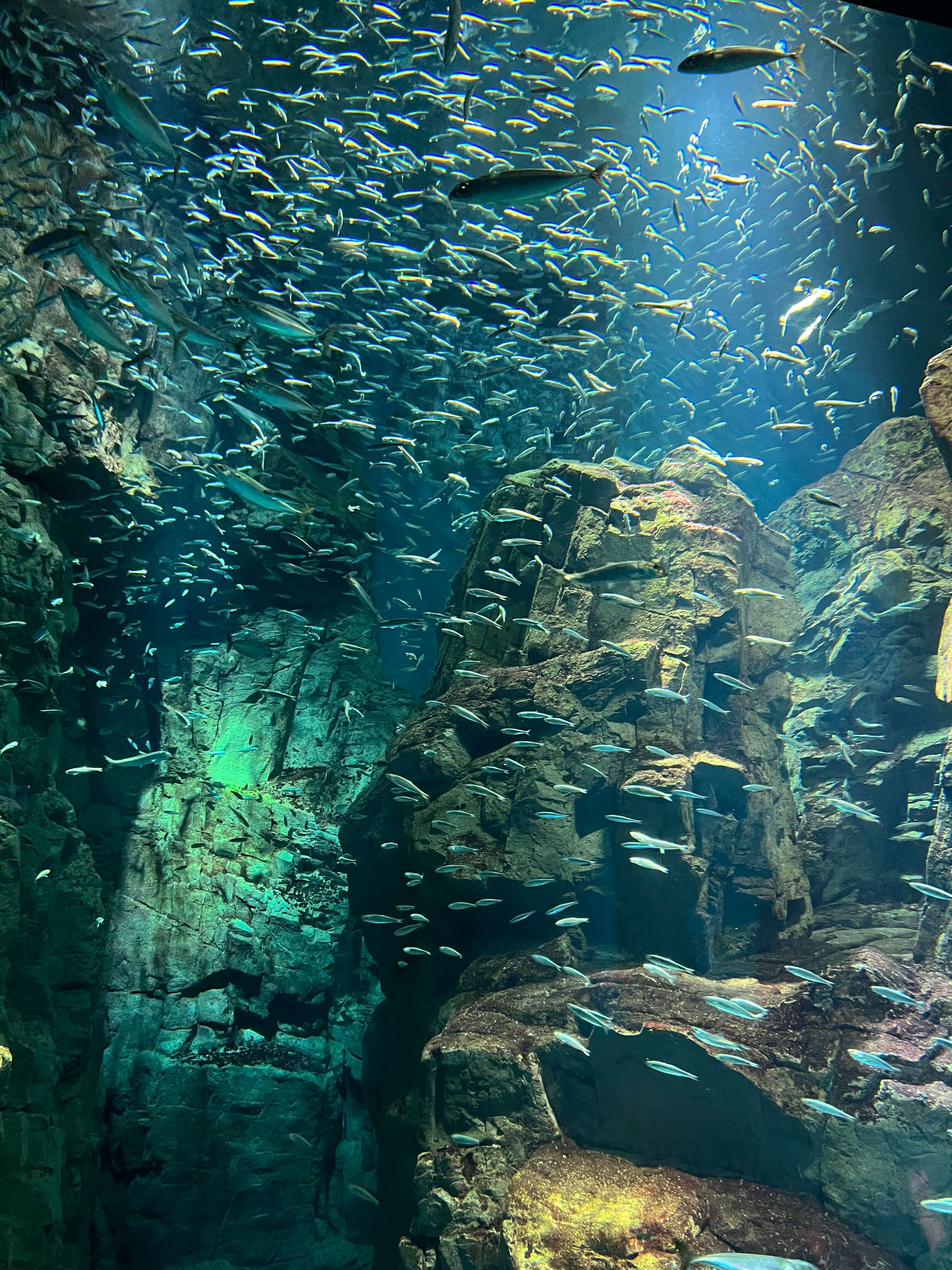 school of fish