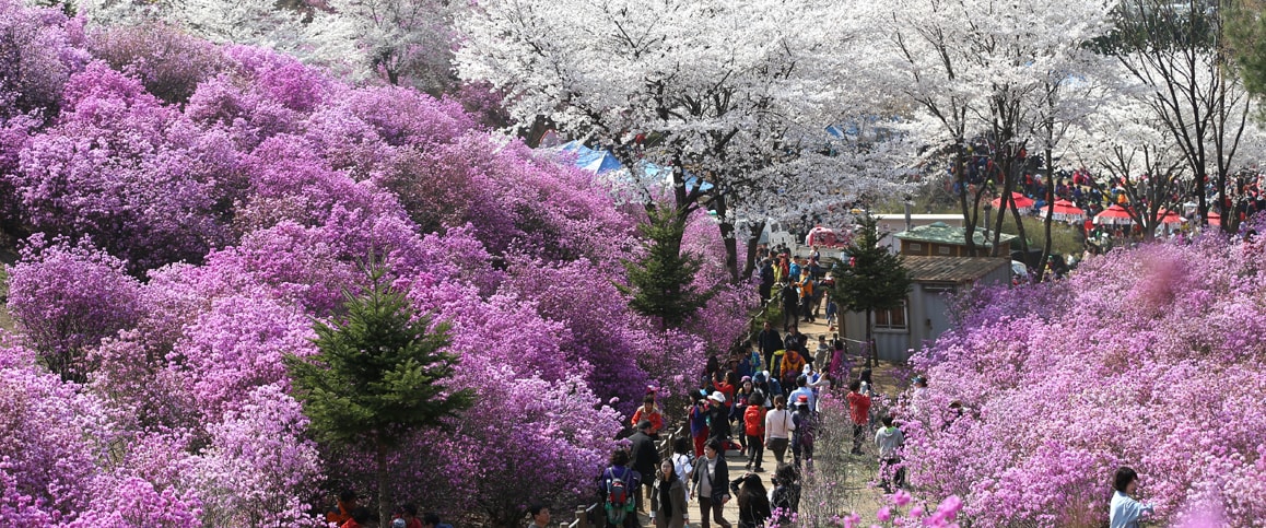 📍제24회 부천 원미산 진달래축제