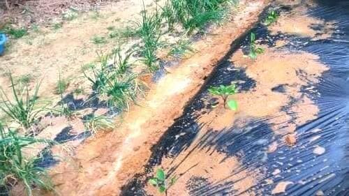 가지-모종심기-아주심기-물주기