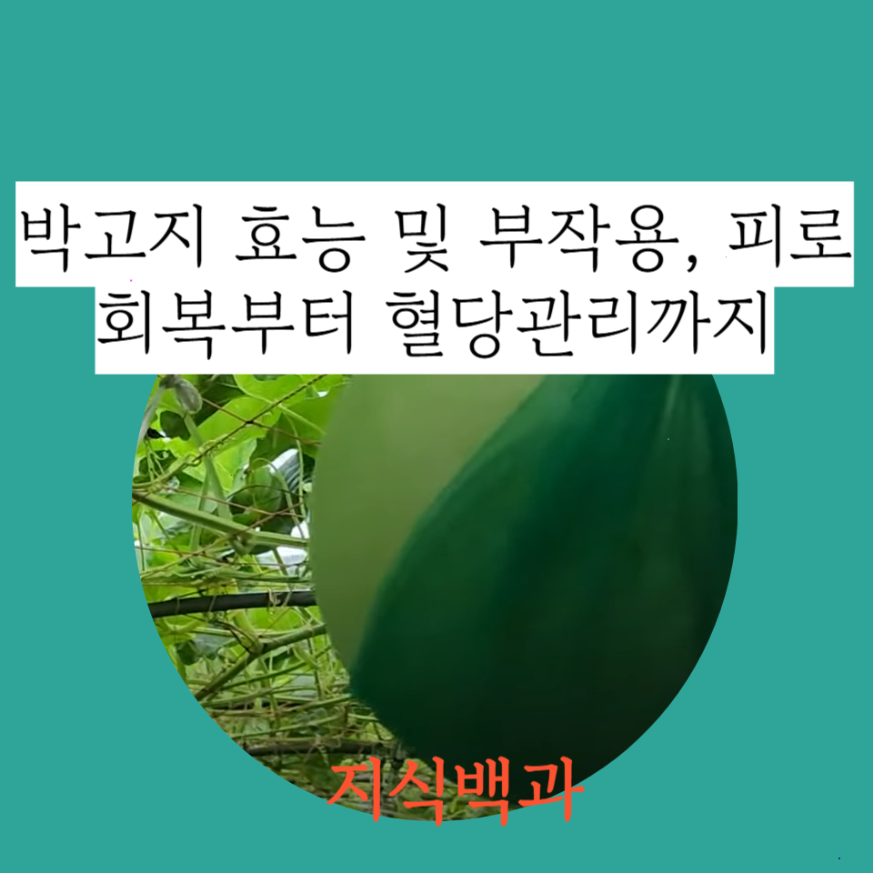 박고지