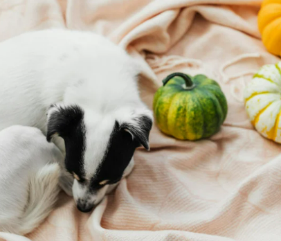 강아지 단호박 급여 방법. 약일까 독일까?