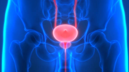 전립선