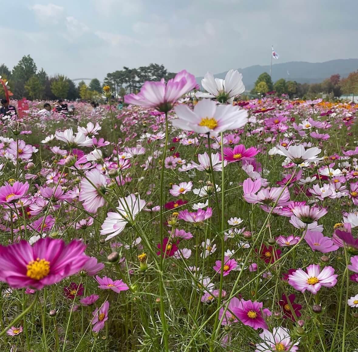 구리 코스모스축제