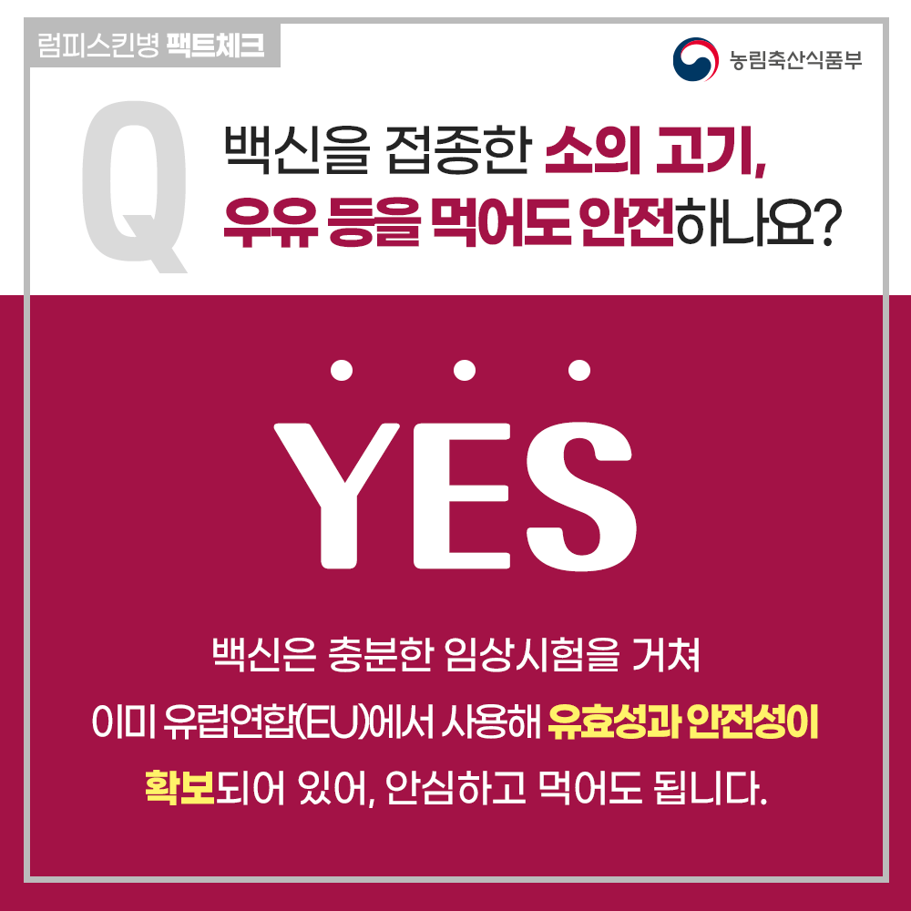 럼피스킨이 사람에게 미치는 영향과 럼피스킨이란?
