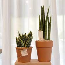 나에게 가장 잘 맞는 실내 식물 선택하는 방법