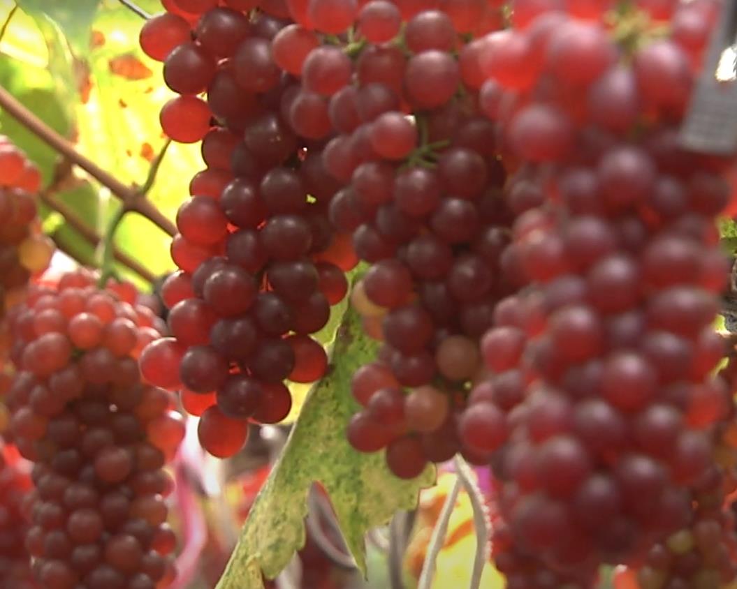 참스럽게 열린 6시내고향 대전 포도