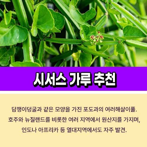 시서스가루추천