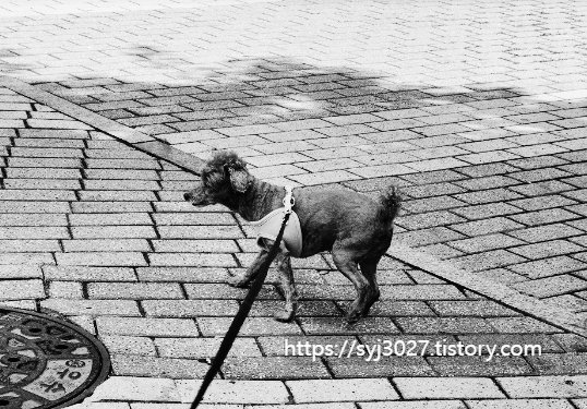 Alt 속성 문제 해결 설명 이미지