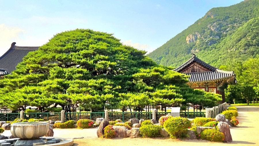 청도 가볼만한곳 베스트10