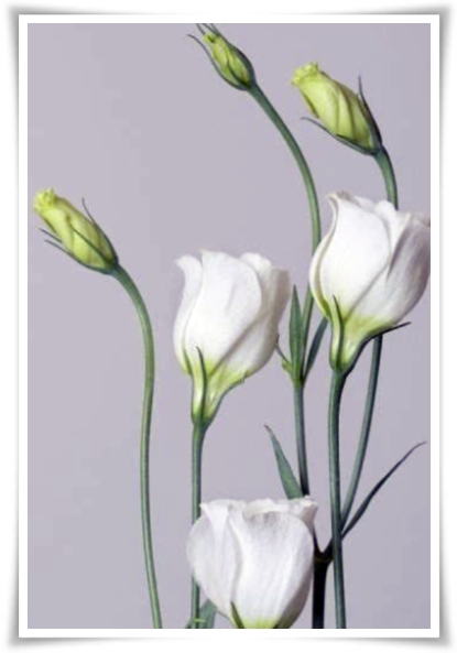 화초 "리시안셔스" 장미인 듯 장미 아닌 변치 않는 사랑의 꽃!