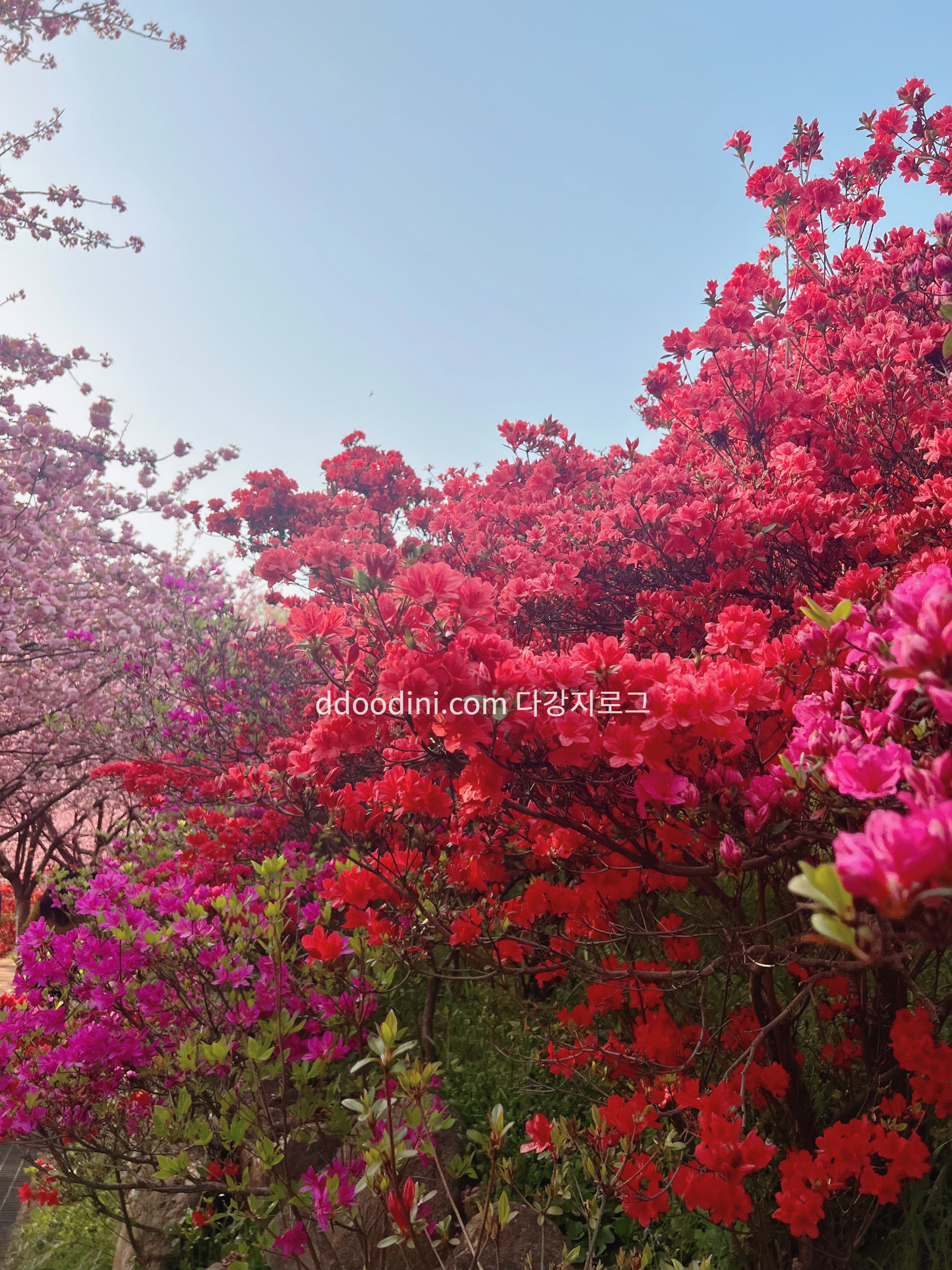 전주 완산꽃동산 철쭉