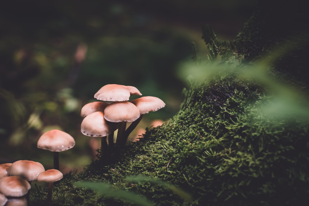 Mushroom