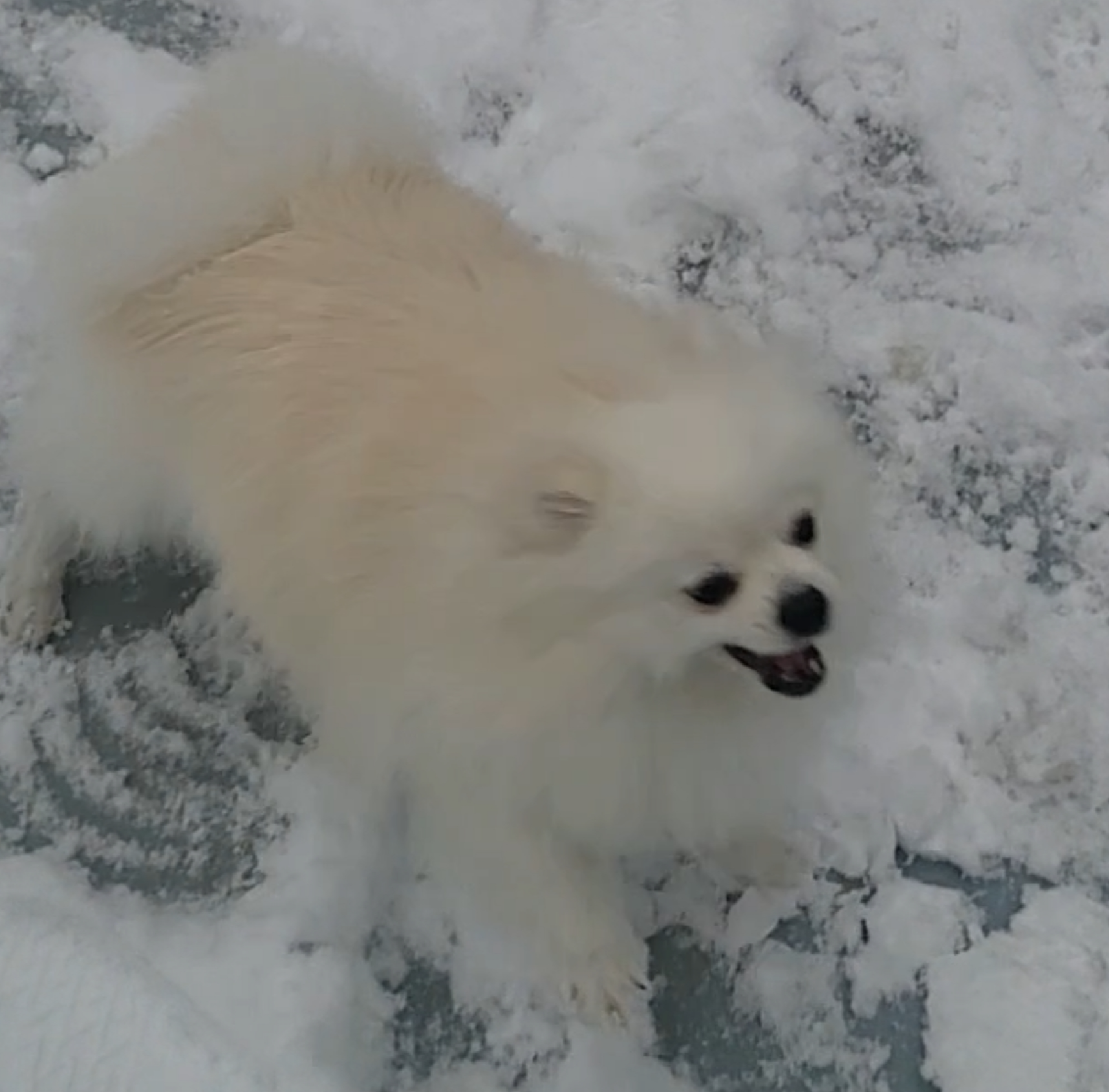 눈 맞아서 화난 하콩