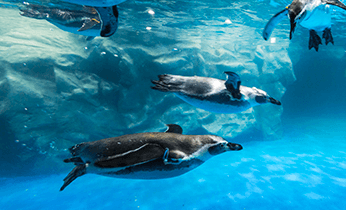 눈 오는 날 실내 여행지 겨울철 실내 명소 추천 서울 실내 여행지 추천 인천 실내 명소 대구 실내 명소 눈 오는 날 가볼 만한 장소 실내 활동 추천 겨울 여행지 추천 온천과 스파 추천 실내 관광지 추천 롯데월드 아쿠아리움 실내 명소 서울식물원 온실 겨울 여행 실내 관광지 파라다이스시티 씨메르 스파밸리 워터파크 겨울