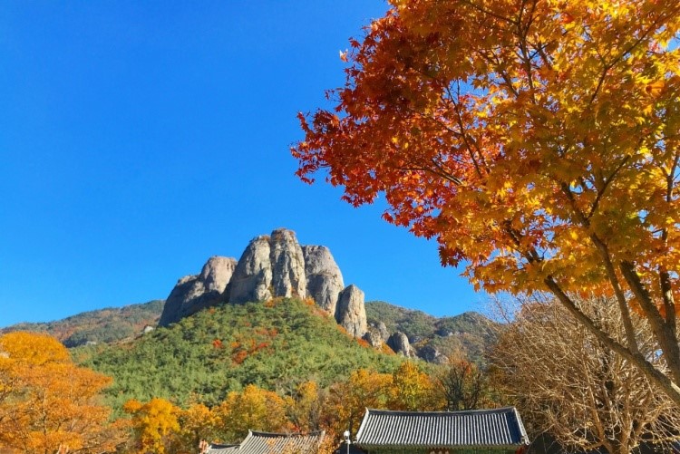 알약 랜섬웨어