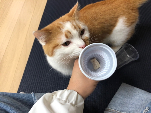 고양이집에혼자