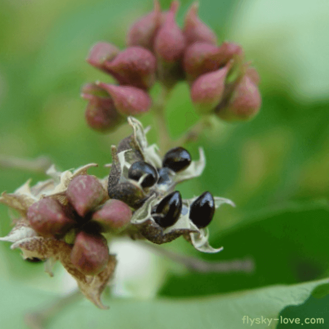 쉬나무 열매, 씨앗