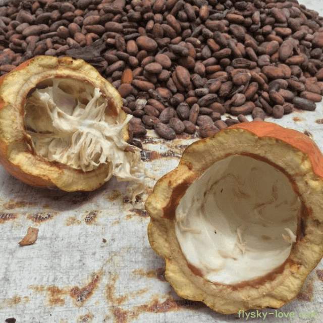 카카오열매 카카오닙스