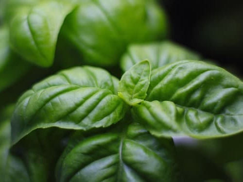 스트레스 완화에 도움을 주는 바질