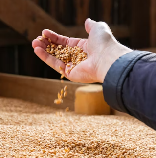 카무트 효소 효능 및 먹는법 총정리