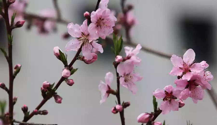 Hwasa by Seojeongju : Famous Korean Poetry Translated