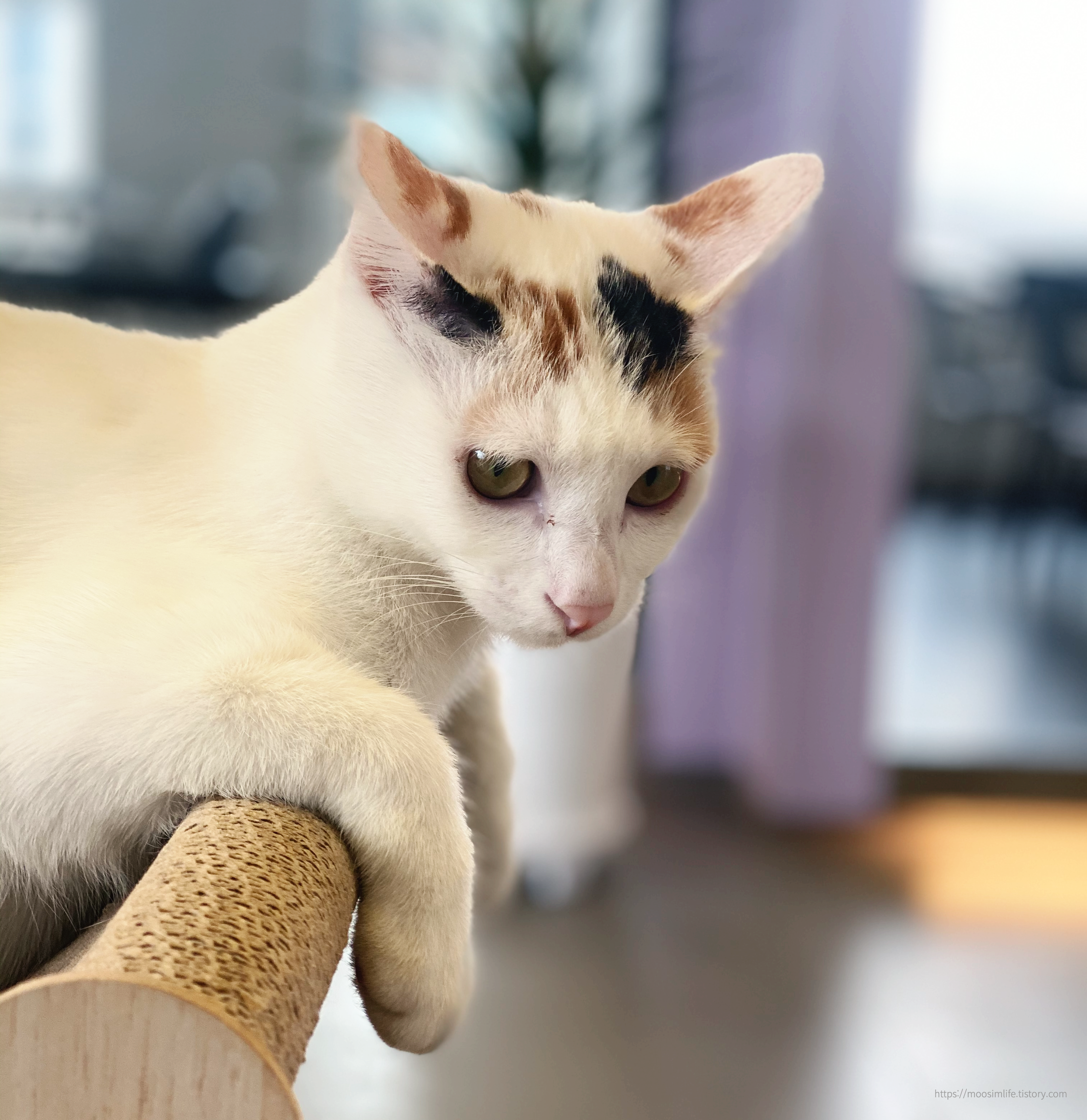 세종 바이올렛 커피 앤 브런치