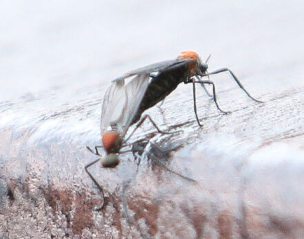 러브버그 출몰 시기와 퇴치 방법 : 전용 퇴치제 추천