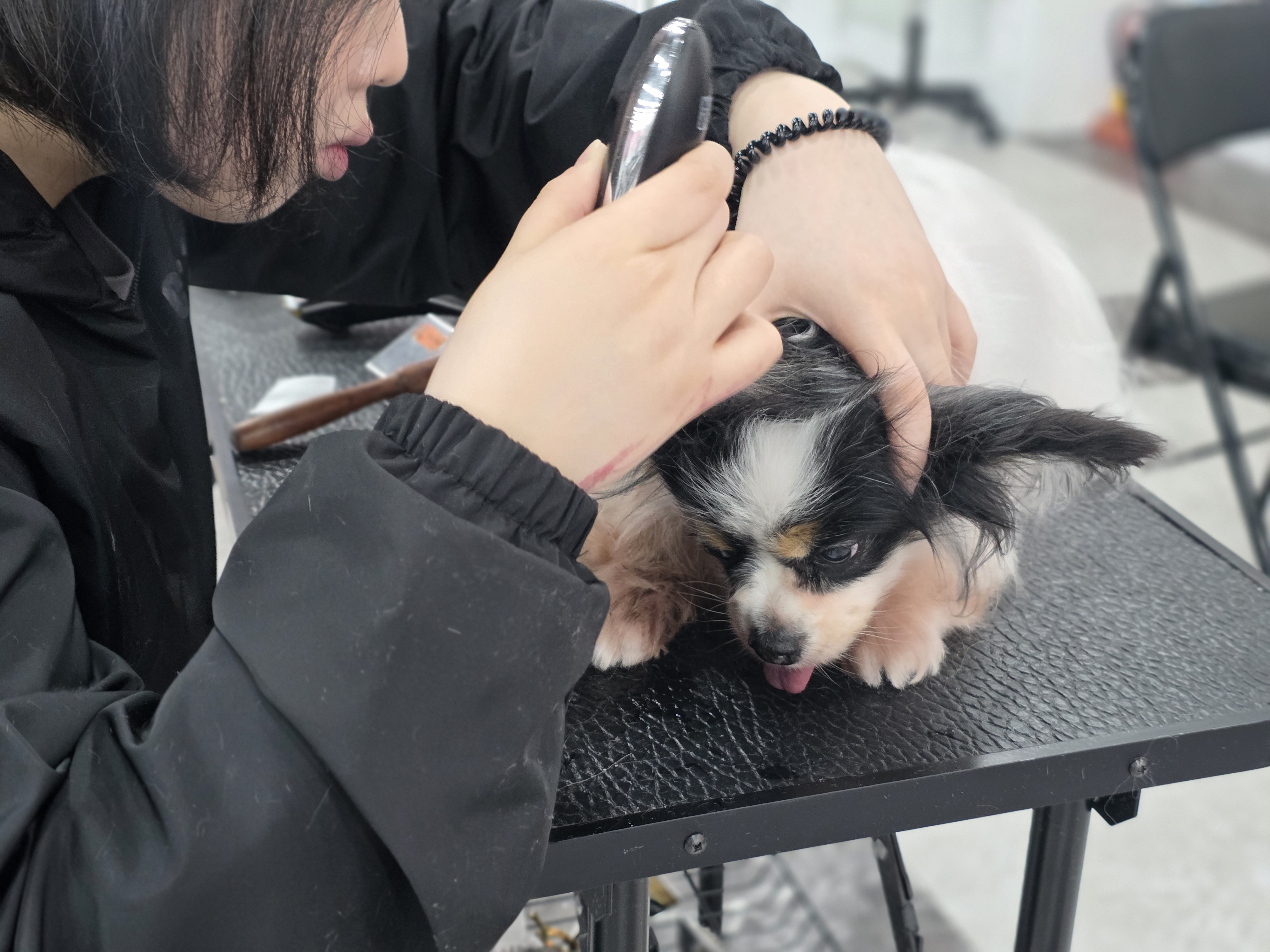 오류애견미용학원