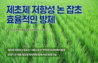 잡초 방제 전략 광폭멀칭 피복재 선발아 겨울관리_17