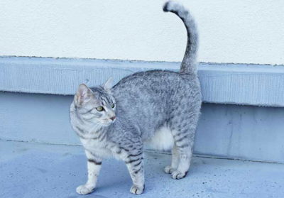 이집션 마우의 이미지