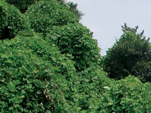 칡-잎-뿌리-덩쿨