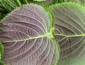 깻잎장아찌 만드는법