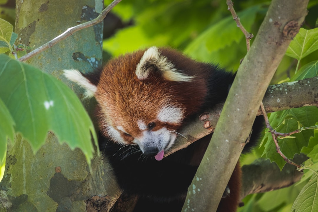 Hangover.