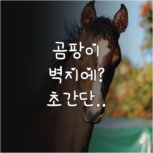 베이킹소다와 식초로 벽지 곰팡이 제거..