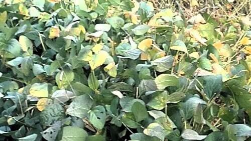 콩-서리태-메주콩-재배-병충해-병해-방제법-콩모자이크병-갈색무늬병-잎줄기마름병-