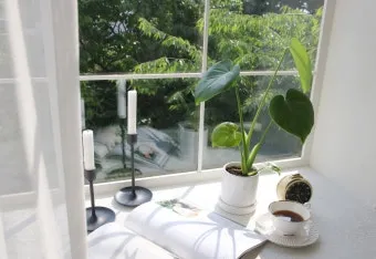 화분 잎타는 현상 예방 차광커튼 시간대조절 직사광관리 요령_9