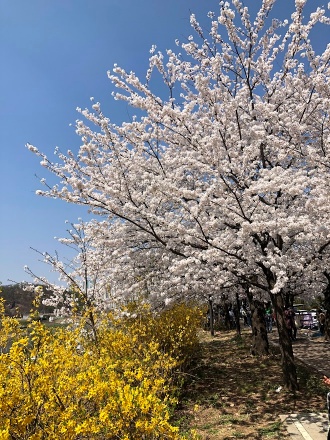 충훈부 벚꽃1