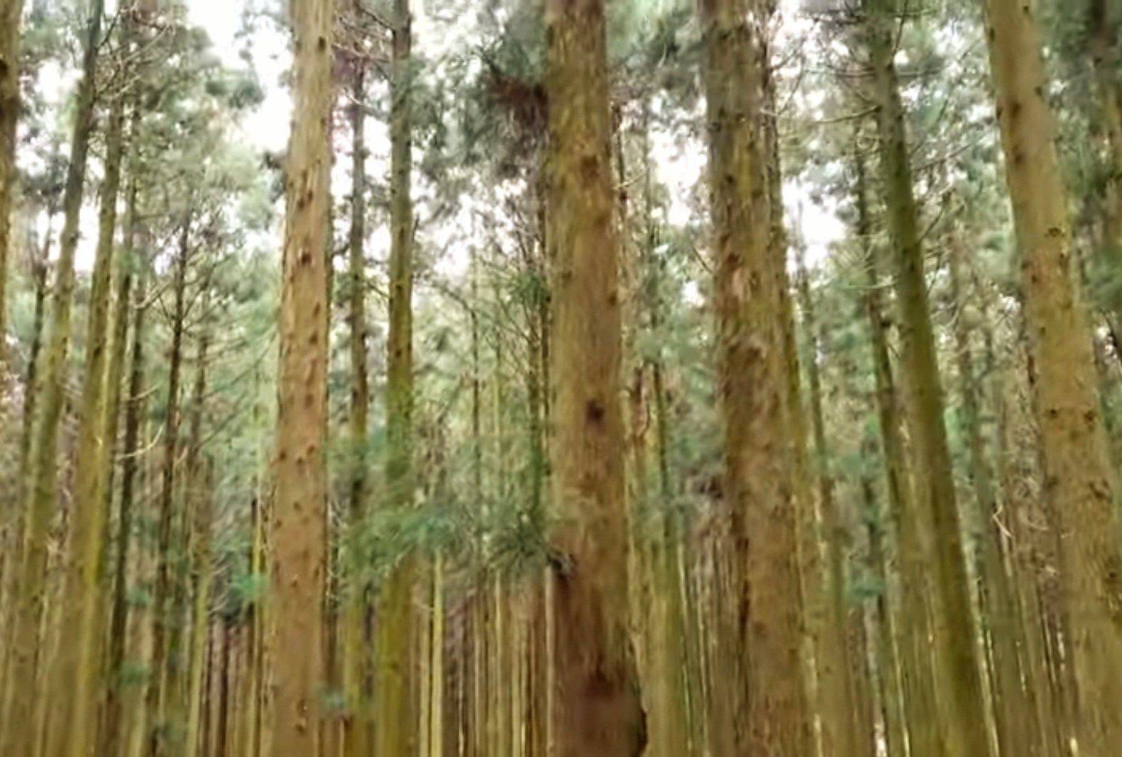 사려니숲길의-나무숲