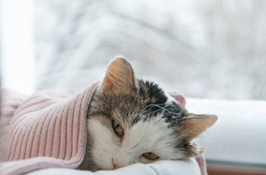 병으로 누워 있는 고양이.