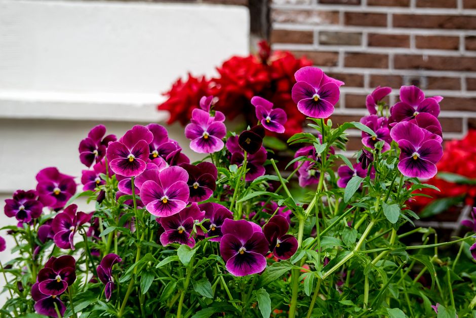 Beautiful purple pansies blooming in a lush outdoor garden with green leaves.