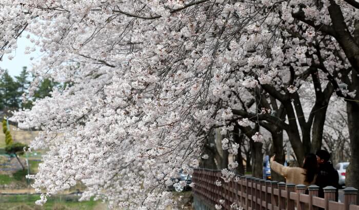 대전 근교 벚꽃 명소&amp;#44; 벚꽃 드라이브 명소